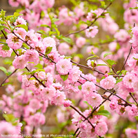 Buy canvas prints of Spring flowering bush pink flowers by Viktoriia Novokhatska