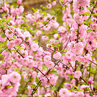 Buy canvas prints of Pink spring flowers by Viktoriia Novokhatska