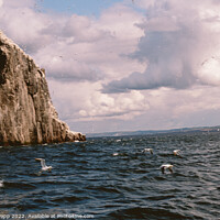 Buy canvas prints of Seagulls over the sea of Bass Rock by Eszter Papp