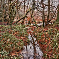 Buy canvas prints of Into the woods by Catherine Hooke