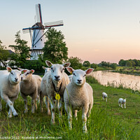 Buy canvas prints of Scenery with a traditional dutch windmill and a flock of sheep in Deil, Province Gelderland, The Netherlands	 by Milos Ruzicka