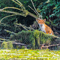 Buy canvas prints of Intense Gaze of Norfolk Broads Fox by Terry Newman