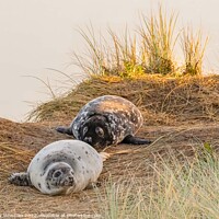 Buy canvas prints of Playful Seal Pups by Terry Newman
