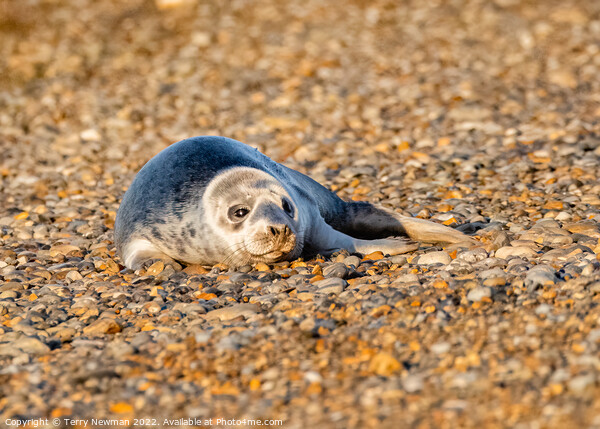 Adorable Seal Pup Basking in the Sun Picture Board by Terry Newman