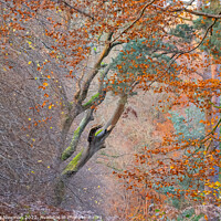 Buy canvas prints of Enchanted Autumn Forest by Terry Newman