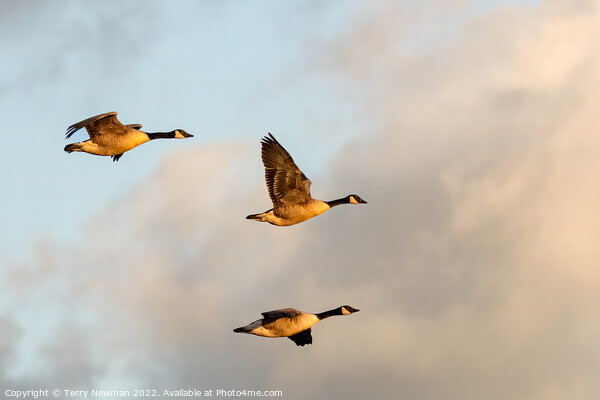 Majestic Canadian Geese in Golden Hour Flight Picture Board by Terry Newman