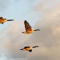 Buy canvas prints of Majestic Canadian Geese in Golden Hour Flight by Terry Newman