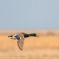 Buy canvas prints of Majestic Mallard Drake in Flight by Terry Newman