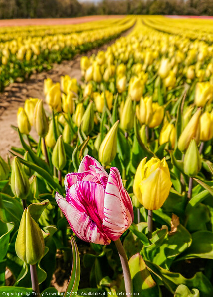 “Tulip Wow” - Pink Wonder Picture Board by Terry Newman