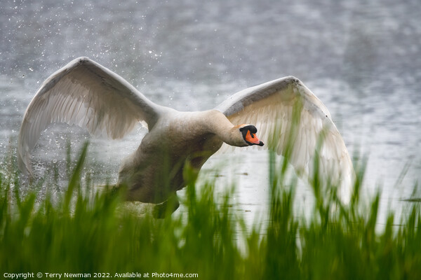 Majestic Swan Soaring Picture Board by Terry Newman