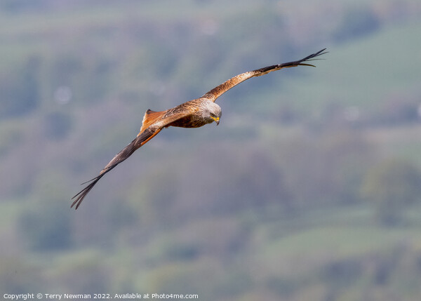 Majestic Soaring Red Kite Picture Board by Terry Newman