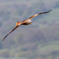 Buy canvas prints of Majestic Soaring Red Kite by Terry Newman