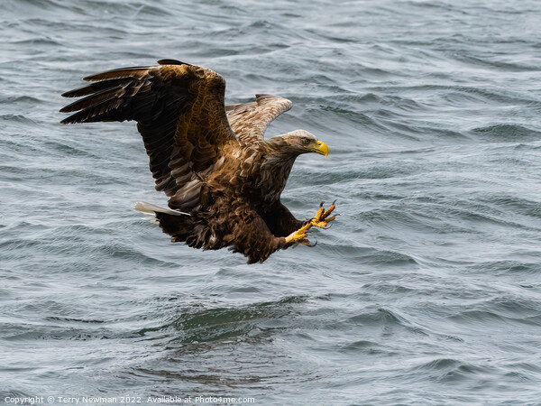 “Where Eagles Glare” - The Majestic Sea Eagles Hun Picture Board by Terry Newman