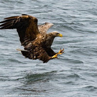 Buy canvas prints of “Where Eagles Glare” - The Majestic Sea Eagles Hun by Terry Newman