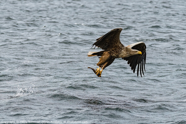 Majestic Sea Eagle Snatches Salmon Picture Board by Terry Newman