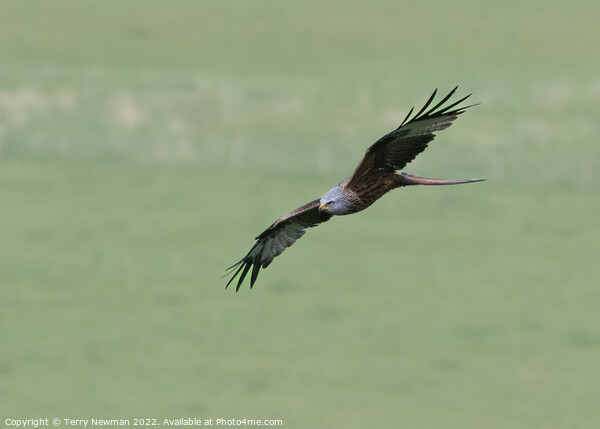 Majestic Red Kite Soaring Picture Board by Terry Newman