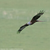 Buy canvas prints of Majestic Red Kite Soaring by Terry Newman