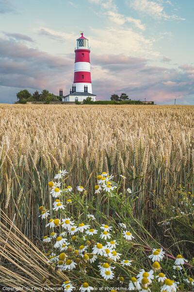 Happisburgh Lighthouse at Sunset Picture Board by Terry Newman