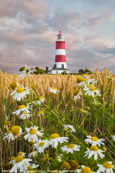 Sunset Colours at Happisburgh Lighthouse in Norfolk UK Picture Board by Terry Newman