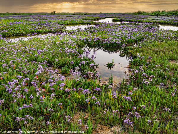 Sea Lavender at Stiffkey Saltmarshes Norfolk Picture Board by Terry Newman