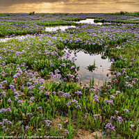 Buy canvas prints of Sea Lavender at Stiffkey Saltmarshes Norfolk by Terry Newman