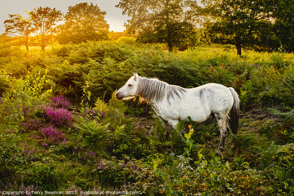 Dartmoor Pony on a Heathland Picture Board by Terry Newman