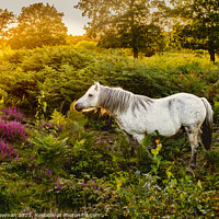 Buy canvas prints of Dartmoor Pony on a Heathland by Terry Newman