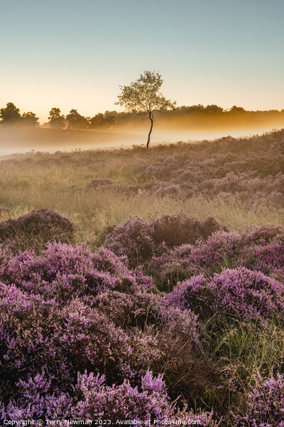 Sunrise Heather  Picture Board by Terry Newman