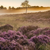 Buy canvas prints of Sunrise Heather  by Terry Newman