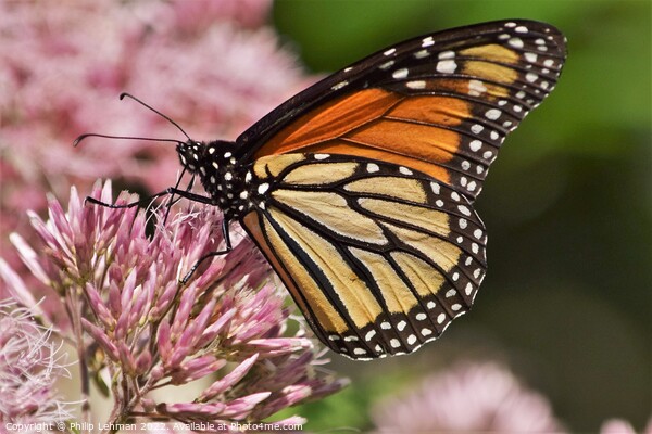 Monarch on clover Picture Board by Philip Lehman