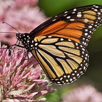 Buy canvas prints of Monarch on clover by Philip Lehman