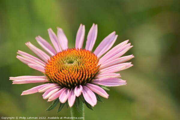 Pink Cone Flower Picture Board by Philip Lehman