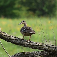 Buy canvas prints of Duck on tree branch by Philip Lehman