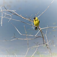 Buy canvas prints of Gold finch on branch by Philip Lehman