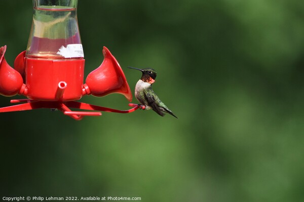 Ruby Throated Hummingbird on feeder Picture Board by Philip Lehman
