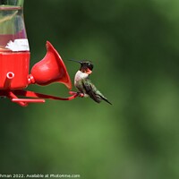Buy canvas prints of Ruby Throated Hummingbird on feeder by Philip Lehman