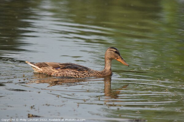 Female duck swimming in a pond Picture Board by Philip Lehman