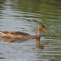 Buy canvas prints of Female duck swimming in a pond by Philip Lehman