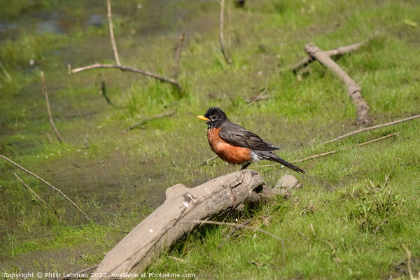 Robin near a pond Picture Board by Philip Lehman