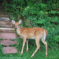 Buy canvas prints of The Fawn by Philip Lehman