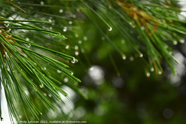 Pine branches with water droplets Picture Board by Philip Lehman