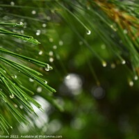 Buy canvas prints of Pine branches with water droplets by Philip Lehman