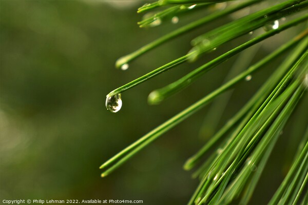 Pine needle with a water droplet Picture Board by Philip Lehman