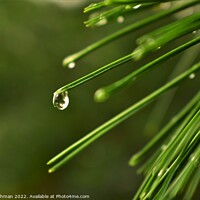 Buy canvas prints of Pine needle with a water droplet by Philip Lehman