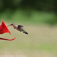 Buy canvas prints of Hummingbird at feeder (2) by Philip Lehman
