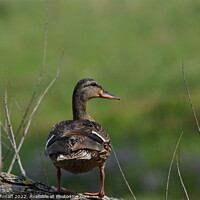 Buy canvas prints of Duck on tree branch (2) by Philip Lehman
