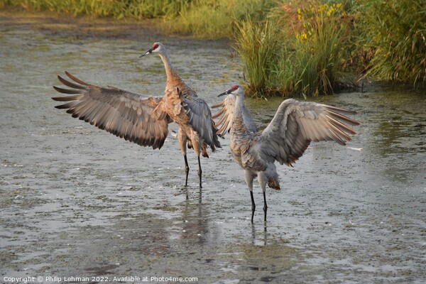 Sandhill Cranes wings spread out 1 Picture Board by Philip Lehman