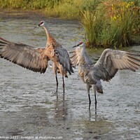 Buy canvas prints of Sandhill Cranes wings spread out 1 by Philip Lehman