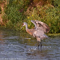 Buy canvas prints of Sandhill Cranes wings spread out 2 by Philip Lehman