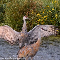 Buy canvas prints of Sandhill Cranes wings spread out 4 by Philip Lehman